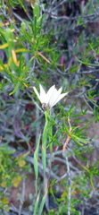 Moraea radians