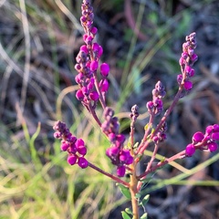 Comesperma ericinum