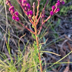 Comesperma ericinum