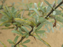 Chamaecytisus borysthenicus