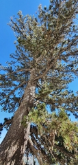 Pinus heldreichii