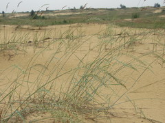 Agropyron dasyanthum