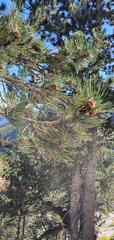 Pinus heldreichii