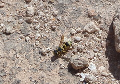Euodynerus variegatus