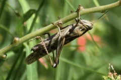 Schistocerca serialis cubense