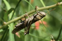 Schistocerca serialis cubense