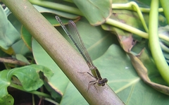 Ischnura senegalensis