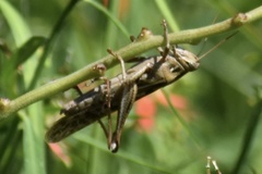 Schistocerca serialis cubense