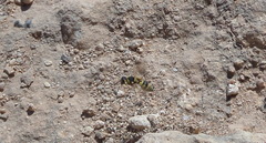 Euodynerus variegatus