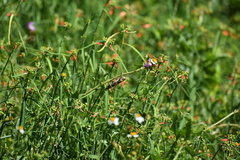 Schistocerca serialis cubense