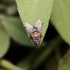 Calliphora dubia
