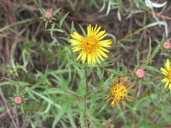 Pentanema sabuletorum