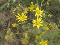Jacobaea borysthenica