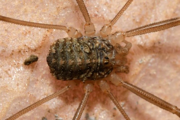 Opilio saxatilis, photo 1 of 7