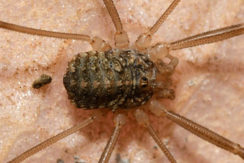Opilio saxatilis