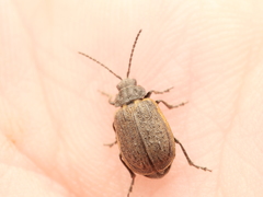 Galeruca interrupta
