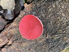 Sarcoscypha macaronesica