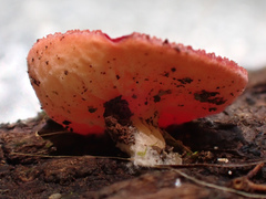 Sarcoscypha macaronesica