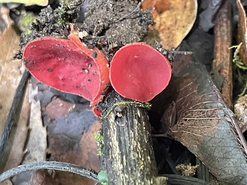 Sarcoscypha macaronesica