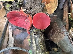 Sarcoscypha macaronesica