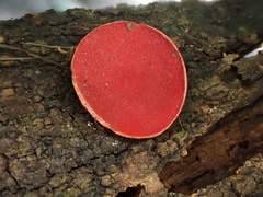 Sarcoscypha macaronesica