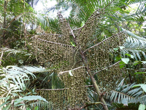 Laccosperma secundiflorum image