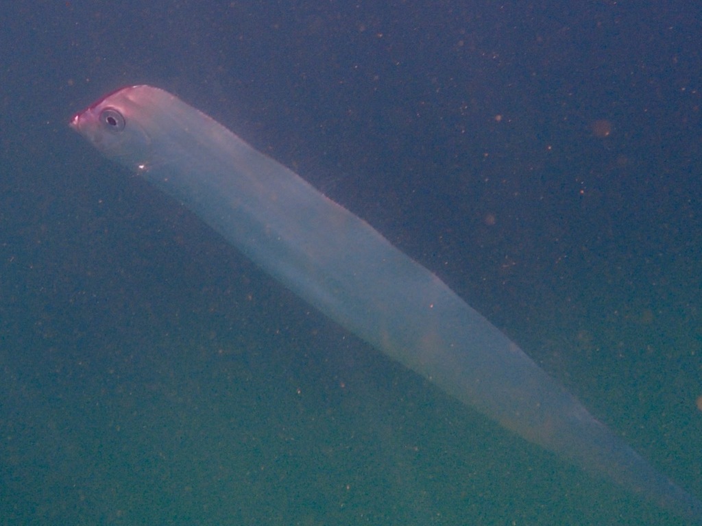 Blackflash ribbonfish (Trachipterus jacksonensis) — Trachipteridae