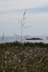 Achnatherum pekinense