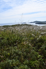 Achnatherum pekinense