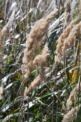 Calamagrostis extremiorientalis
