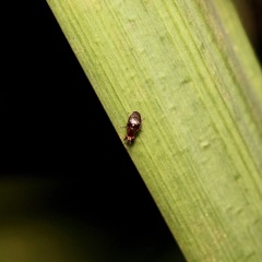 Steganopsis melanogaster