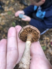 Cortinarius