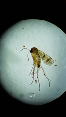 Mycetophila vulgaris