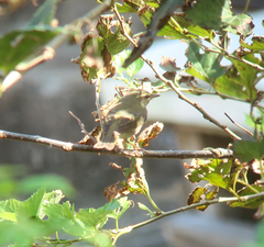 Phylloscopus xanthodryas