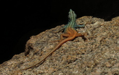 Platysaurus attenboroughi
