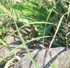 Phylloscopus xanthodryas