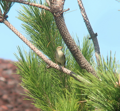 Phylloscopus xanthodryas