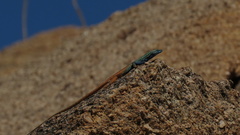 Platysaurus attenboroughi