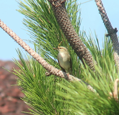 Phylloscopus xanthodryas