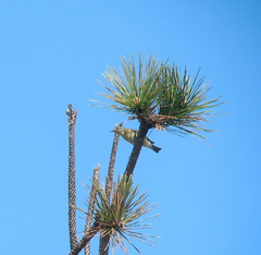 Phylloscopus xanthodryas