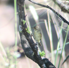 Phylloscopus xanthodryas