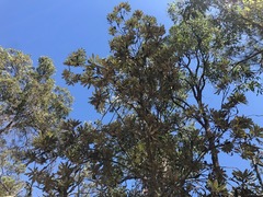 Banksia integrifolia compar
