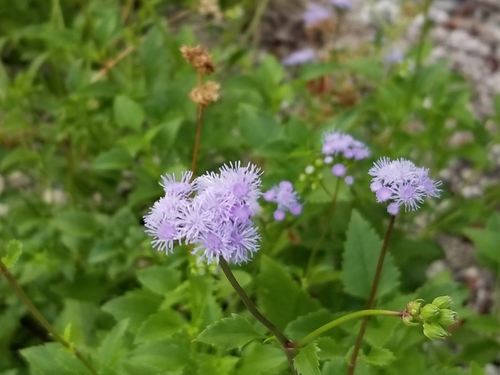 Conoclinium coelestinum image