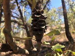 Banksia integrifolia compar
