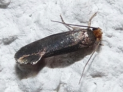 Cephimallota crassiflavella