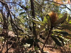 Banksia integrifolia compar