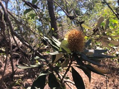 Banksia integrifolia compar