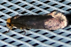 Cephimallota crassiflavella