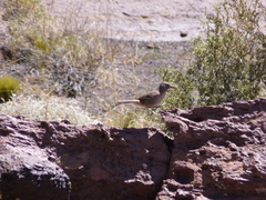 Pseudoseisura gutturalis