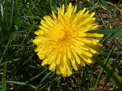 Taraxacum officinale